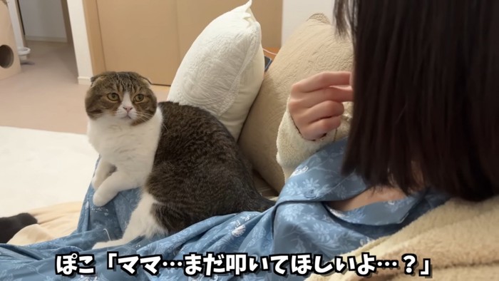 人の膝の上に乗って人を見つめる猫