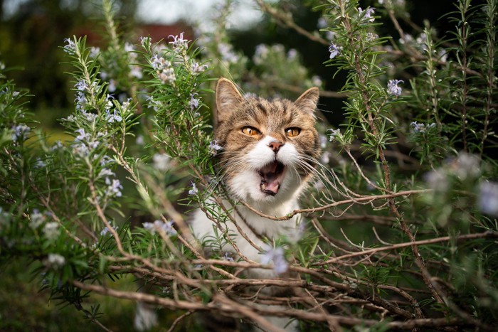 ローズマリーの茂みにいる猫
