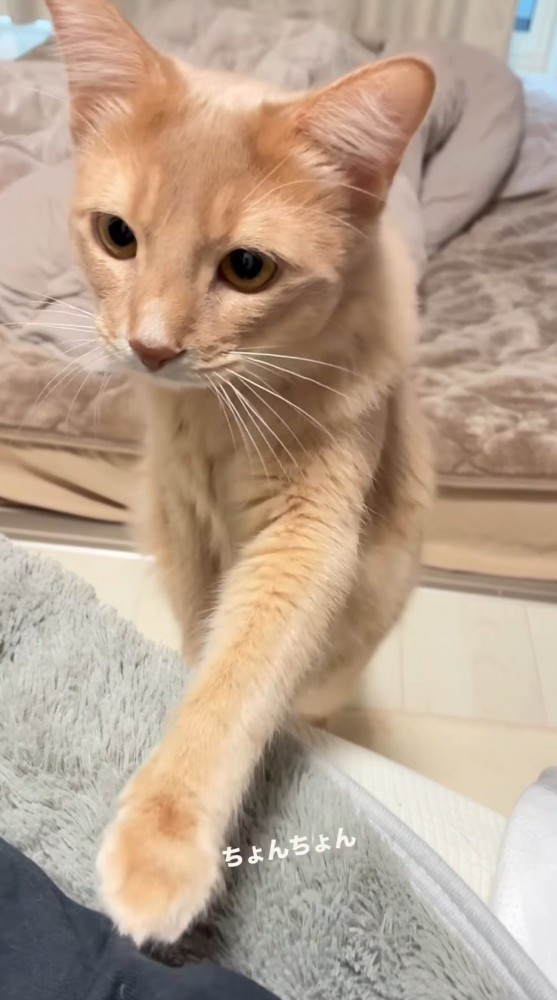 前足でタッチして飼い主に甘える猫