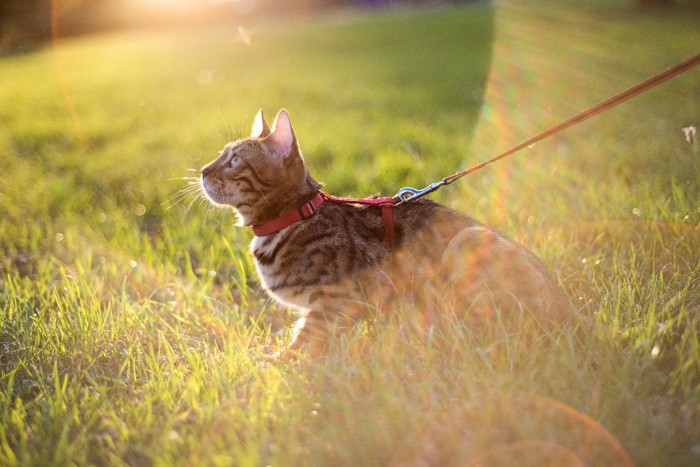 リードを着けた猫の横顔