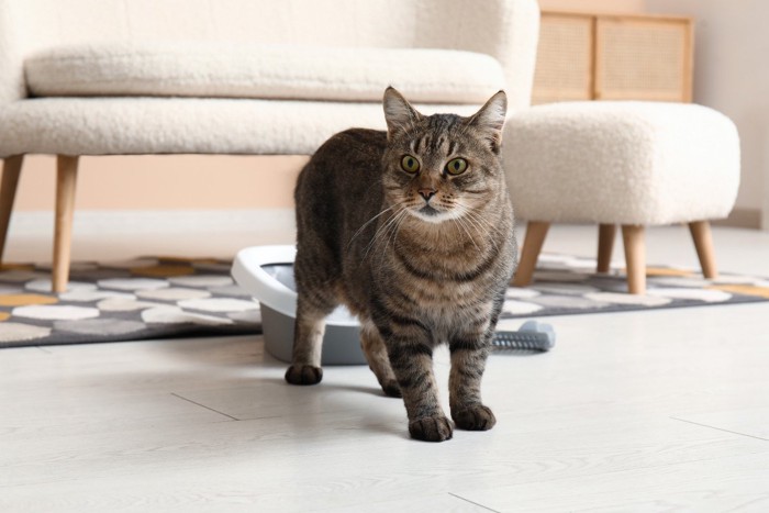 トイレの前に立っている猫