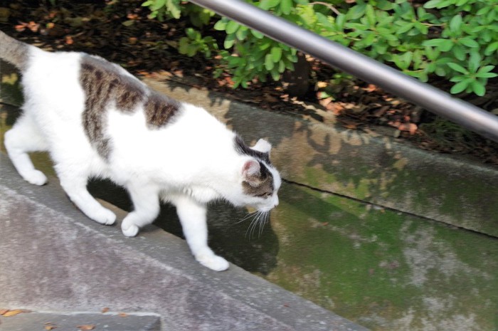 野外で過ごす猫