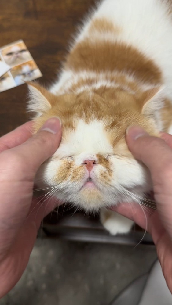 マッサージされる猫さん