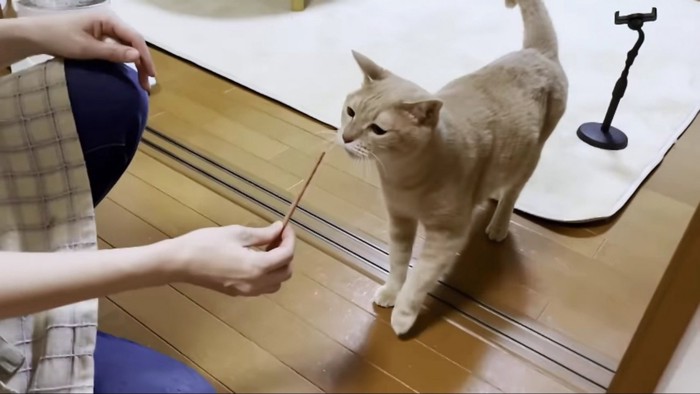 おやつに近寄る茶色猫