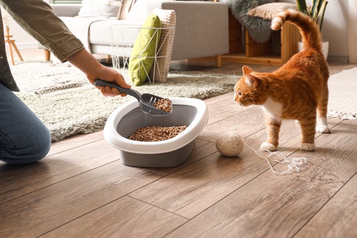 トイレ掃除する飼い主