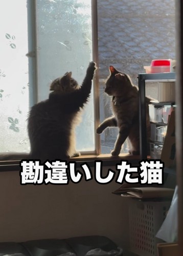 前足を高くあげる猫