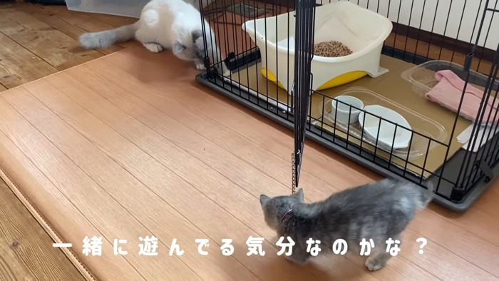 ケージのそばの2匹の猫