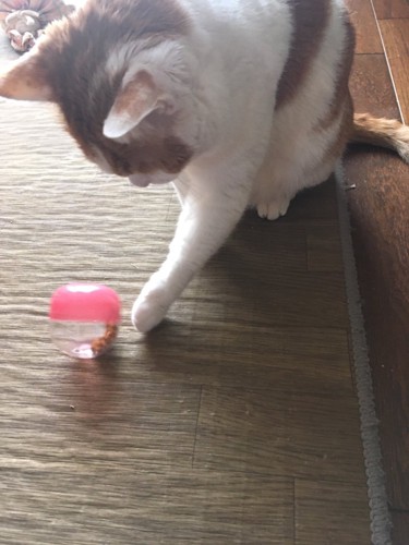 猫が実際に遊んでいるところ