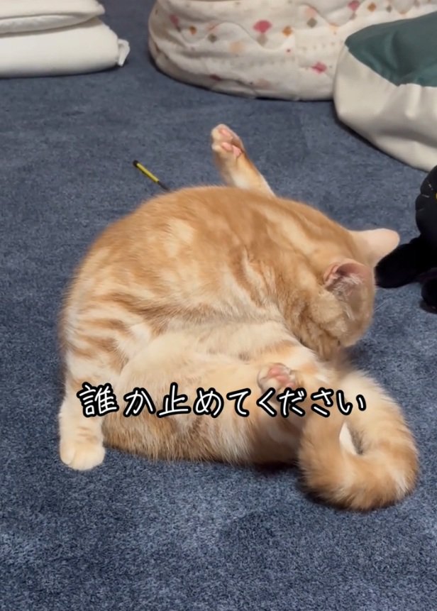 再度匂いを嗅ぐゴロちゃん