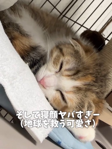 寝ている猫