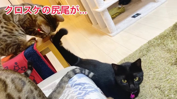 黒猫のしっぽにじゃれるベンガル