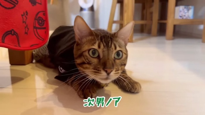 伏せをする猫