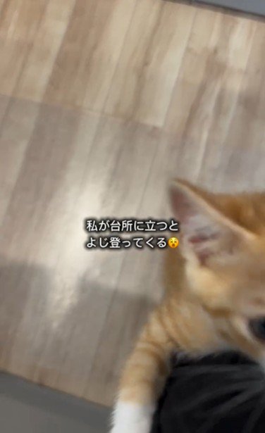 人の足によじ登っている子猫