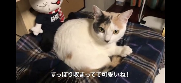 ブランケットを敷いてみた