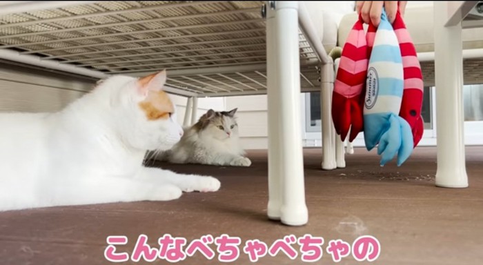 ケリぐるみを見つめる猫