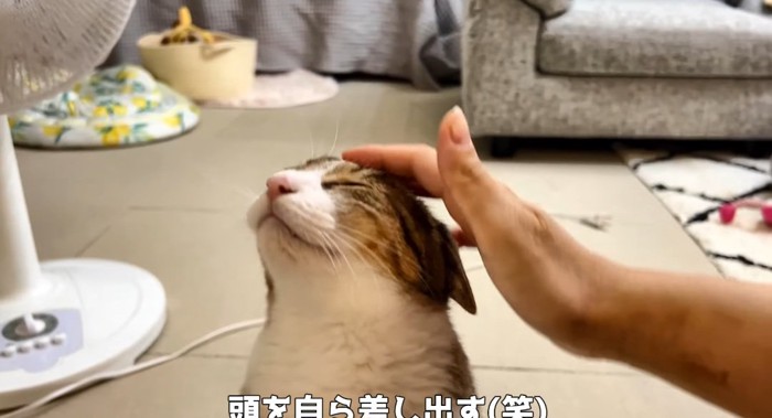 撫でられる猫