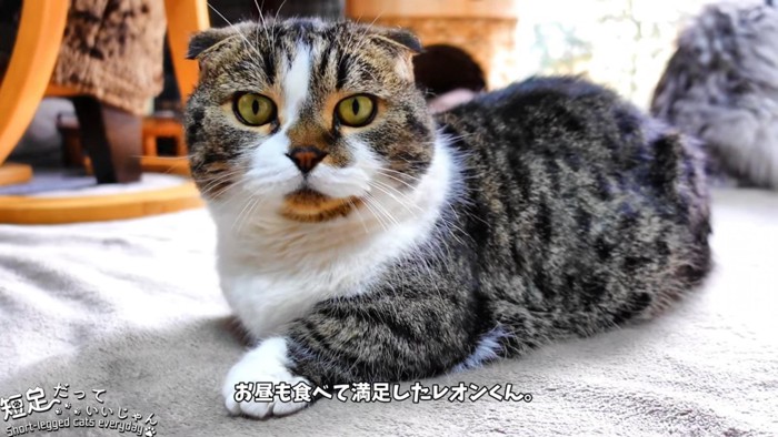 前足を出して座る猫