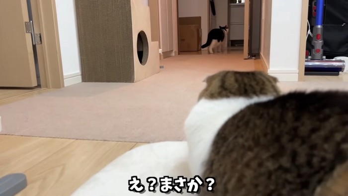 歩いていく猫をそれを見ている猫の後ろ姿