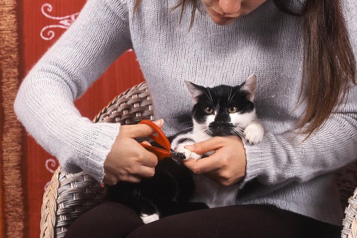 飼い主に抱かれて爪切りされている猫