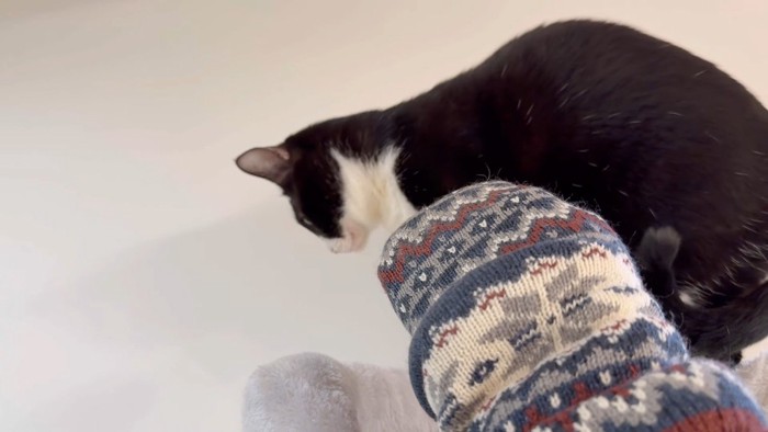 横を向くブッチャーくん