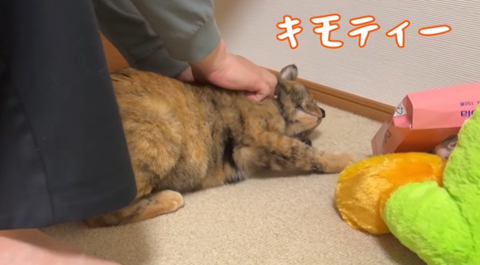 マッサージをされる猫