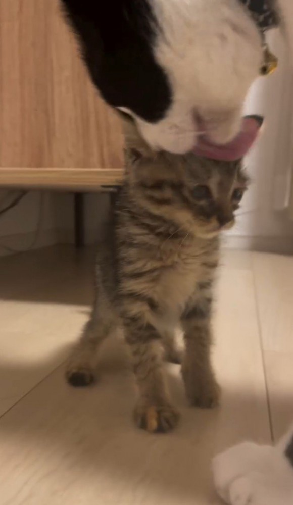 子猫を舐める白黒猫3