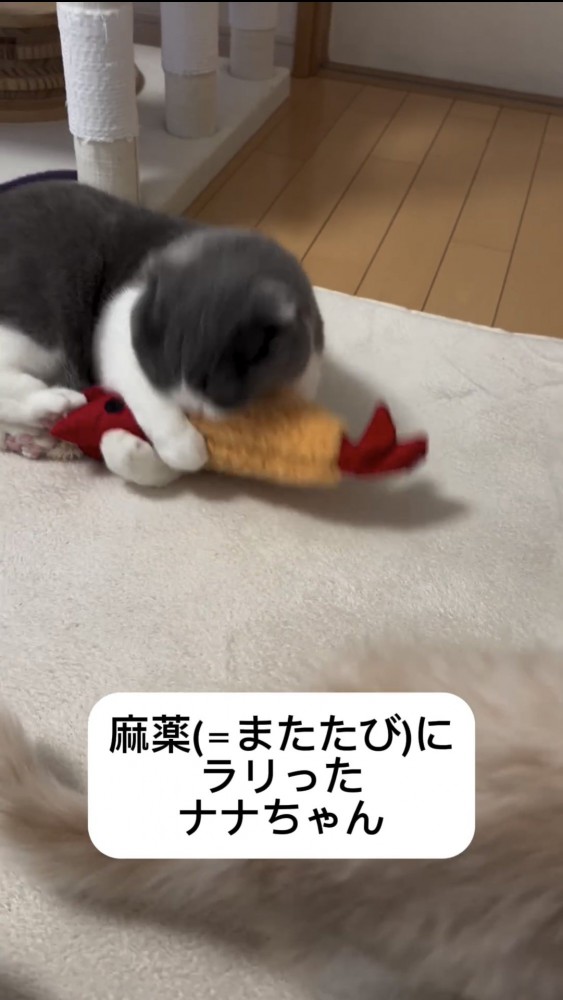 ぬいぐるみで遊ぶ猫