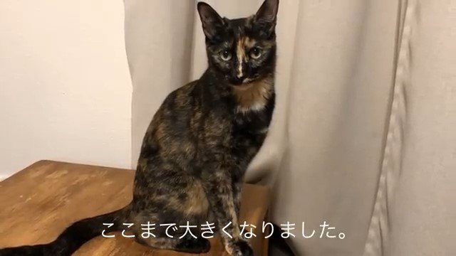 棚の上に座る猫