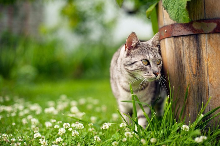 警戒する猫