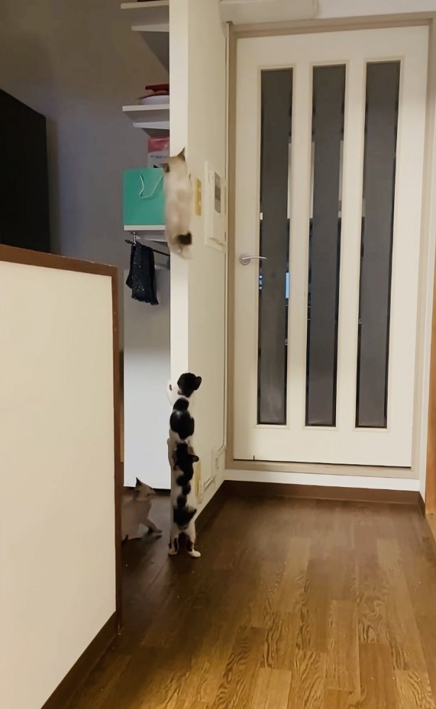袖壁を登る3匹の子猫と見守る子猫