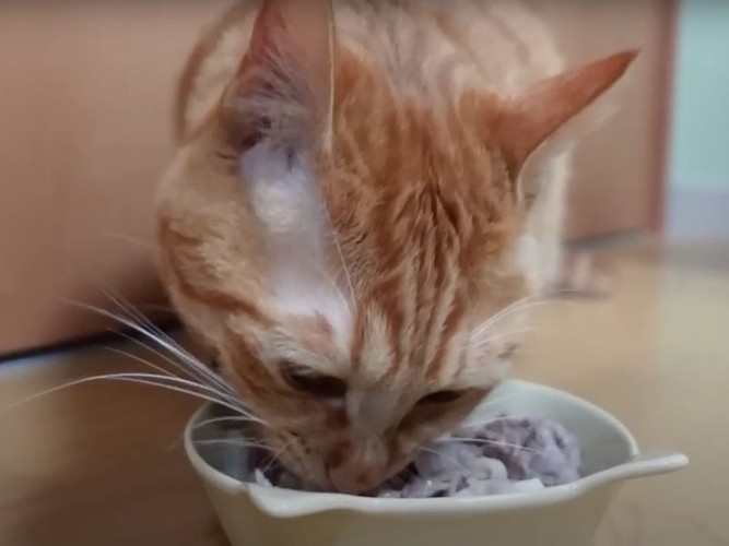 肉を食べる猫