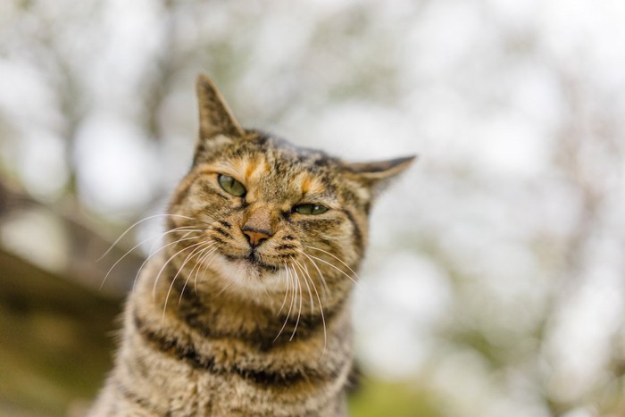 茶虎の不機嫌な猫