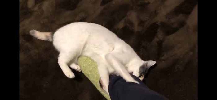 飼い主さんの足にかじりつく