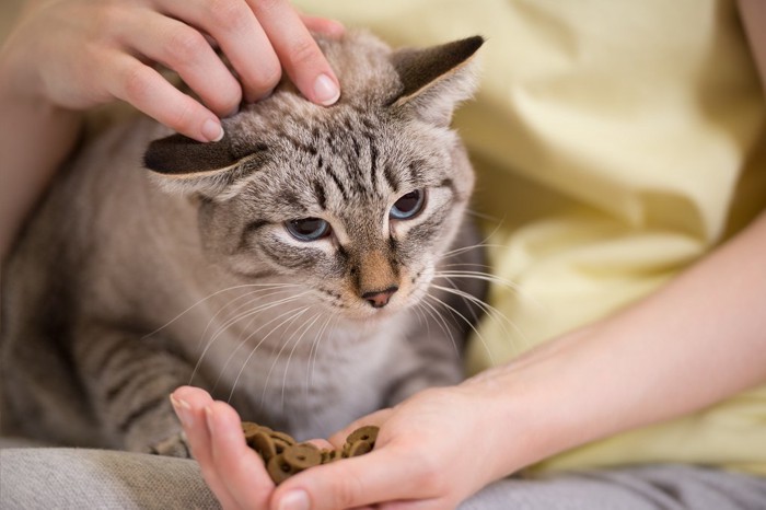 手からフードをもらっても食べたくなさそうな猫