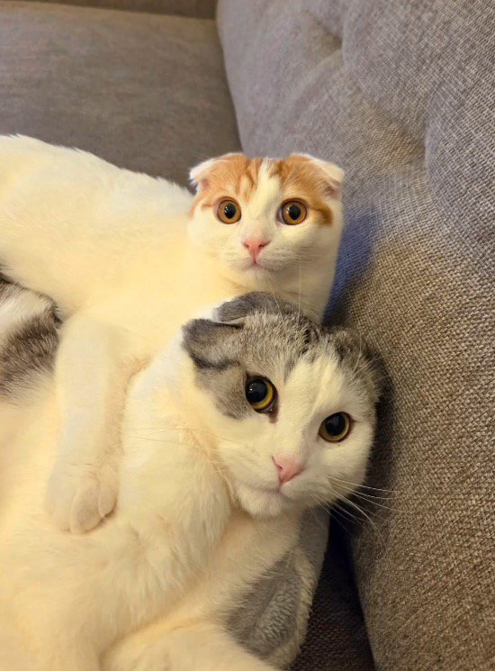 シルバー柄の猫を後ろから抱きしめるレッド柄の猫