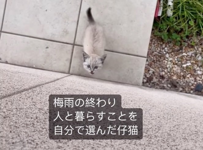 玄関前で鳴く子猫