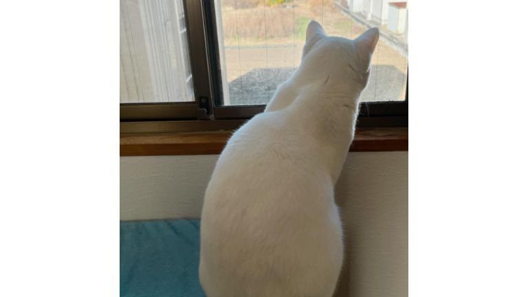 窓辺にいる猫