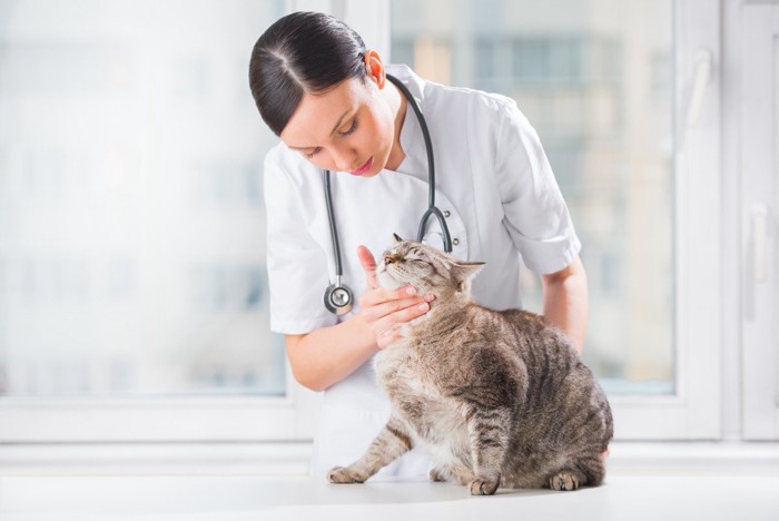 猫の顔を見る獣医師