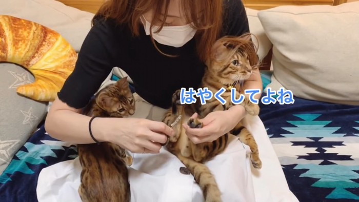 爪切りをされる猫と隣にいる子猫