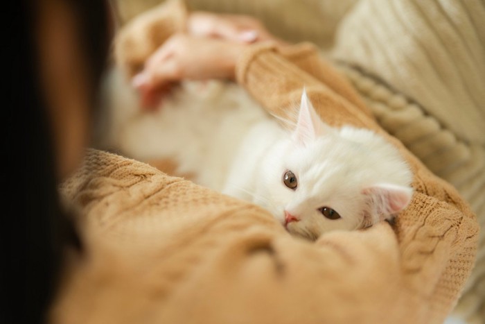 女性の腕に抱かれる白猫