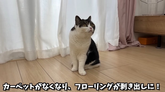 おすわりする猫