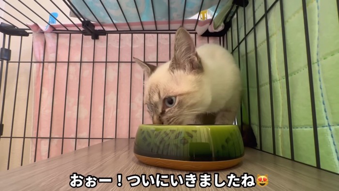 ご飯を食べる猫