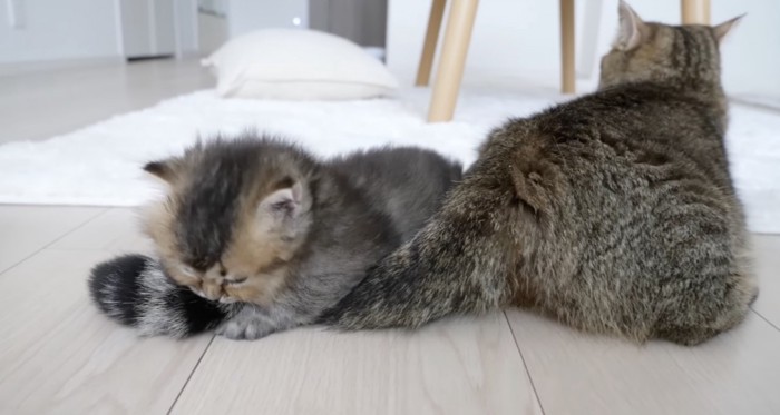 尻尾で遊ぶ子猫