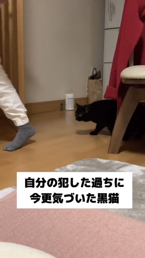 部屋を歩く黒猫