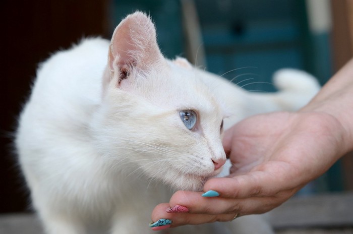 食べる猫