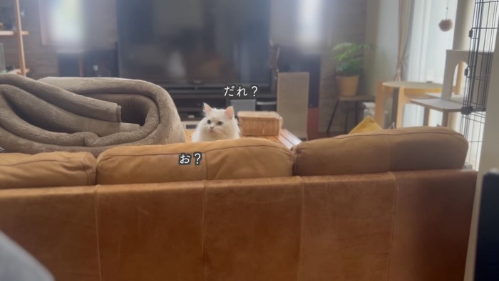 玄関を見るシロちゃん