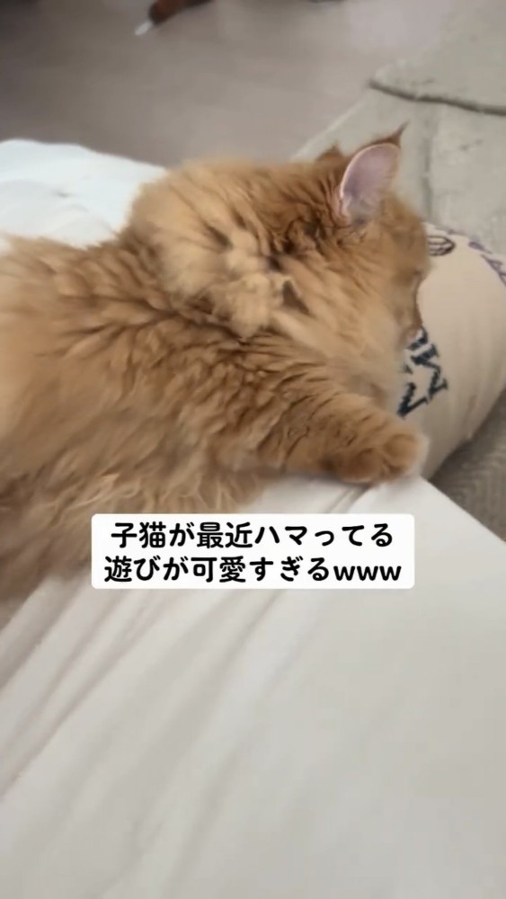 ソファで寝る猫