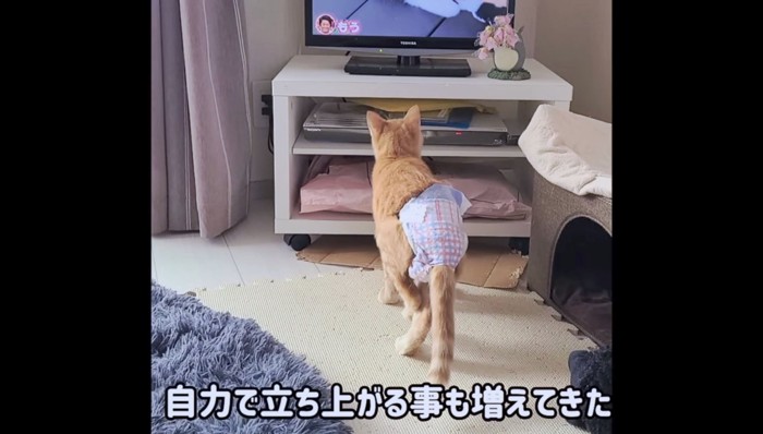 自力で立ちながらテレビ鑑賞中