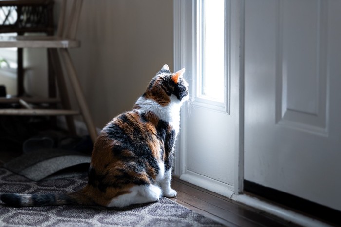 飼い主さんの帰りを待つ猫