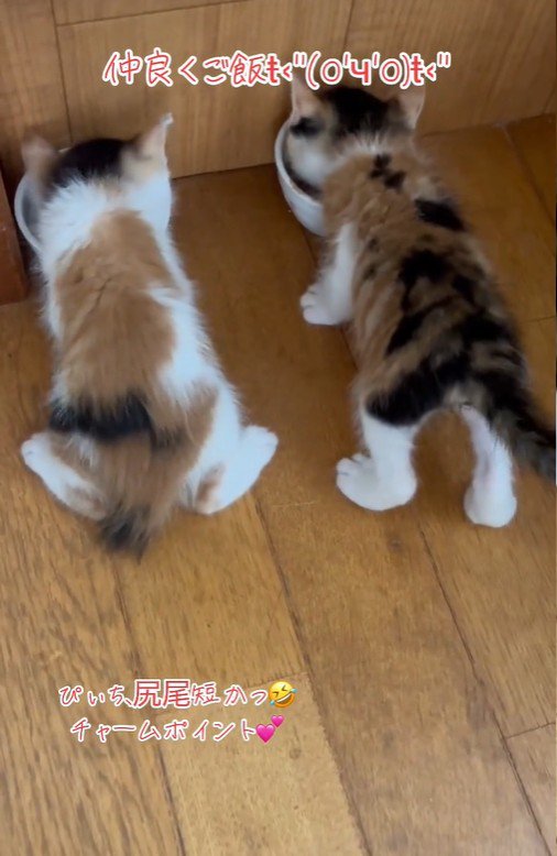 2匹並んで食事をしている子猫